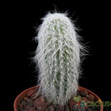 Una foto de Cephalocereus senilis