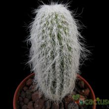 Una foto de Cephalocereus senilis