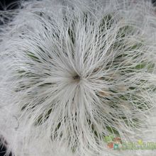 Una foto de Cephalocereus senilis