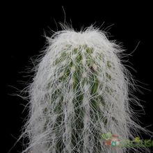 Una foto de Cephalocereus senilis
