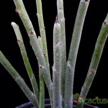 A photo of Euphorbia antisyphilitica