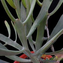 A photo of Euphorbia alcicornis  