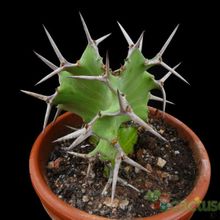 Una foto de Euphorbia grandicornis