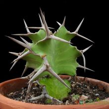 Una foto de Euphorbia grandicornis