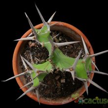 Una foto de Euphorbia grandicornis