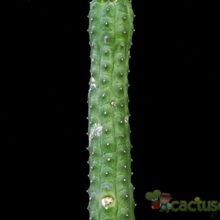 Una foto de Echidnopsis cereiformis