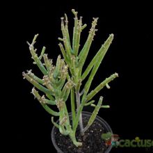 Una foto de Euphorbia schimperi  