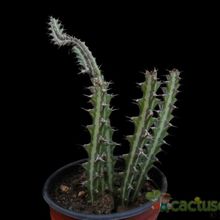 A photo of Euphorbia knuthii