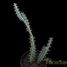 A photo of Euphorbia knuthii