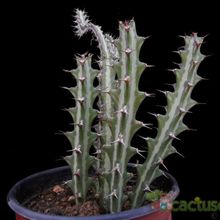 A photo of Euphorbia knuthii