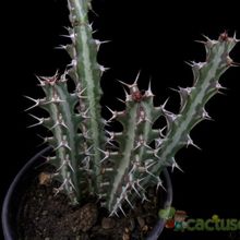 A photo of Euphorbia knuthii