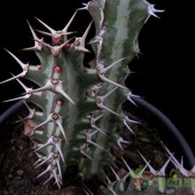 A photo of Euphorbia knuthii