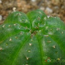 Una foto de Euphorbia obesa subsp. symmetrica