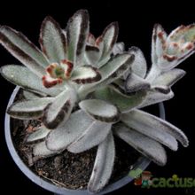 A photo of Kalanchoe tomentosa