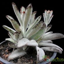 A photo of Kalanchoe tomentosa