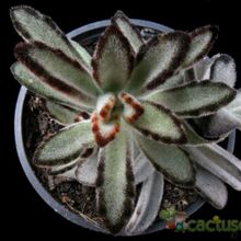 A photo of Kalanchoe tomentosa