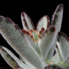 A photo of Kalanchoe tomentosa