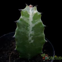 A photo of Euphorbia lactea
