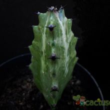 A photo of Euphorbia lactea