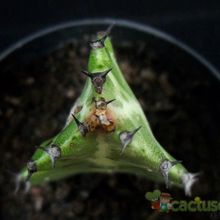 A photo of Euphorbia lactea