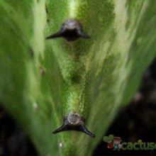 A photo of Euphorbia lactea