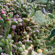 A photo of Opuntia monacantha