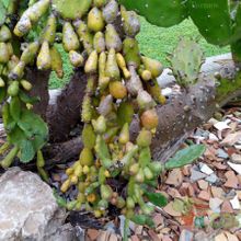 A photo of Opuntia monacantha