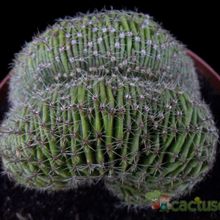 Una foto de Echinopsis pachanoi fma. crestada