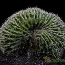 Una foto de Echinopsis pachanoi fma. crestada