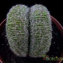 Una foto de Echinopsis pachanoi fma. crestada