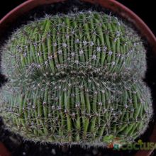 Una foto de Echinopsis pachanoi fma. crestada