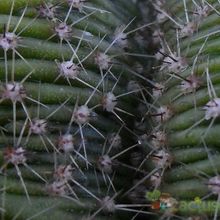 Una foto de Echinopsis pachanoi fma. crestada