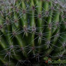Una foto de Echinopsis pachanoi fma. crestada