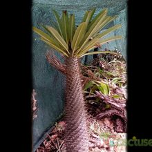 Una foto de Pachypodium lamerei