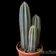 A photo of Pilosocereus pachycladus