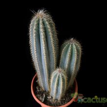 A photo of Pilosocereus pachycladus