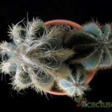 A photo of Pilosocereus pachycladus