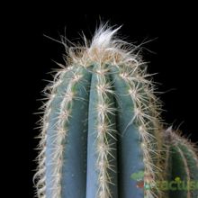 A photo of Pilosocereus pachycladus