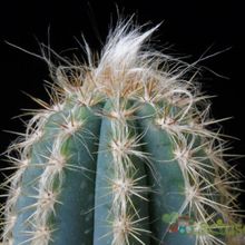 A photo of Pilosocereus pachycladus