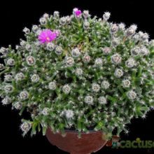 Una foto de Trichodiadema densum