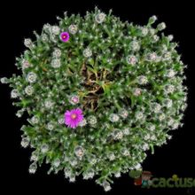 Una foto de Trichodiadema densum