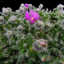 Una foto de Trichodiadema densum
