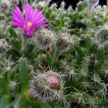 Una foto de Trichodiadema densum