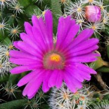 Una foto de Trichodiadema densum