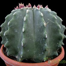 A photo of Ferocactus glaucescens fma. inermis