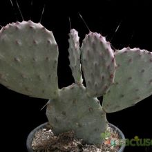 A photo of Opuntia macrocentra
