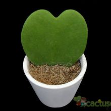 Una foto de Hoya kerrii