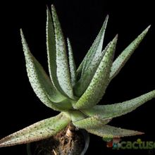 A photo of Aloe ferox