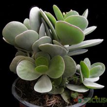 Una foto de Kalanchoe scapigera