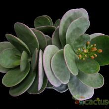 Una foto de Kalanchoe scapigera